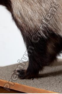 Badger leg photo reference 0001